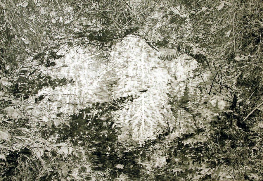 Weißer Baum, 2015 